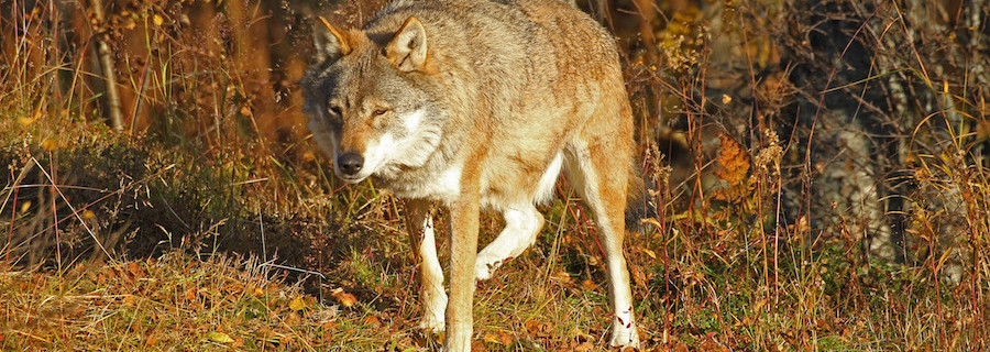 Die Renaissance der Wolfspropheten