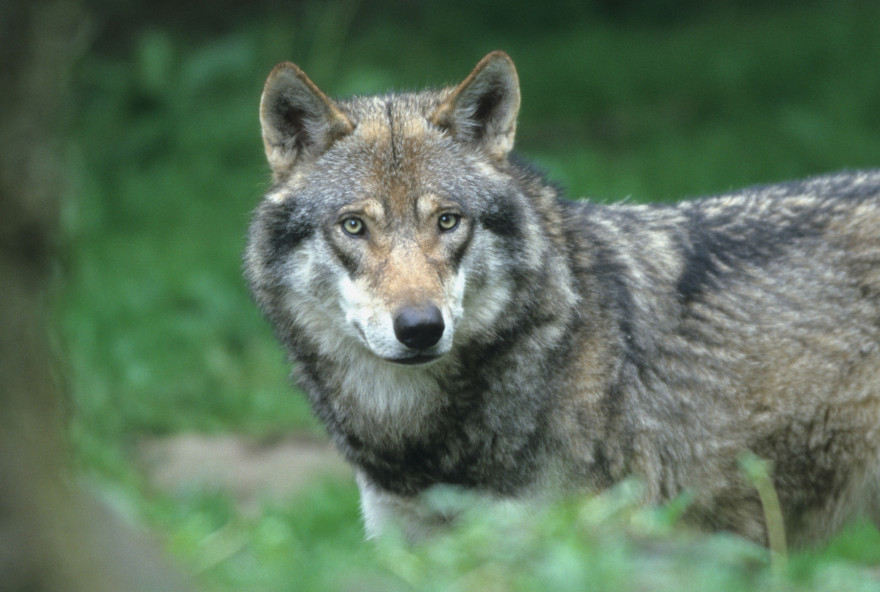 Wolf im Wald