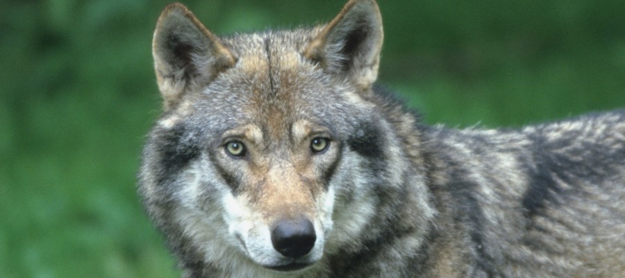 „Aktionsplan“ und „Management“ – quo vadis, Wolf?