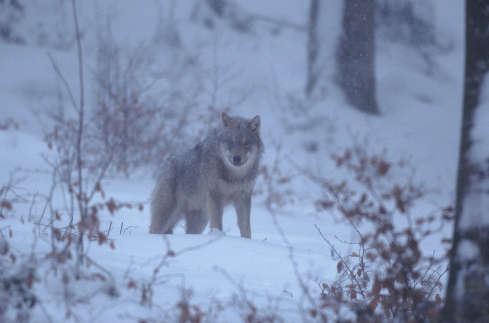 Wolf im Winterwald