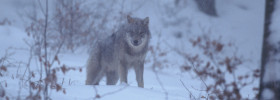 Bewegung in der Wolfsdebatte
