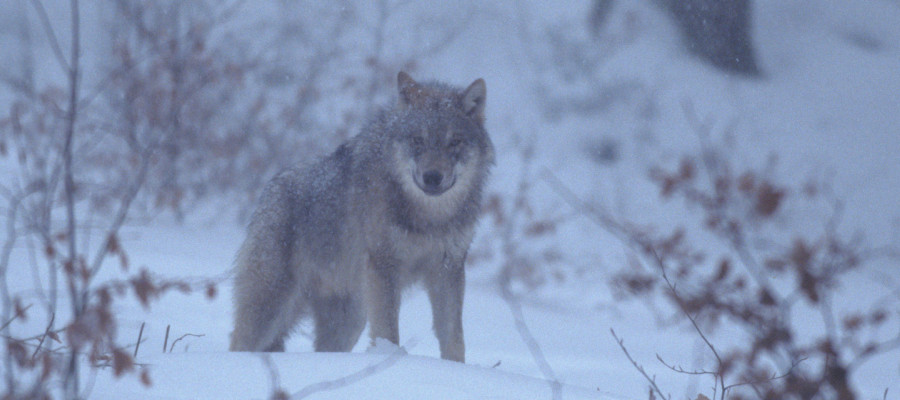 Zweiter Wolf im Nordschwarzwald bestätigt