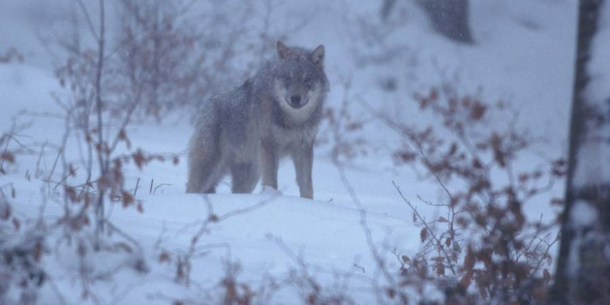 Wolf im Schneetreiben (Foto: Dieter Hopf)