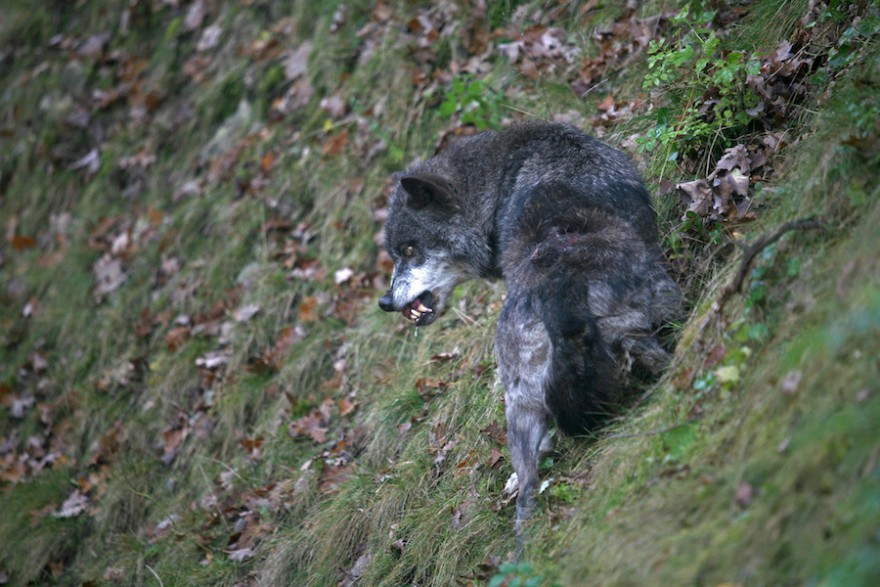 Wolf fletscht die Zähne