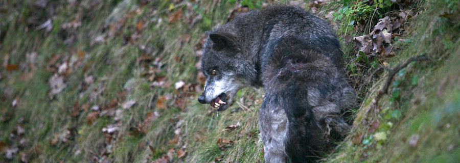 Wolfsdrama in Schweden