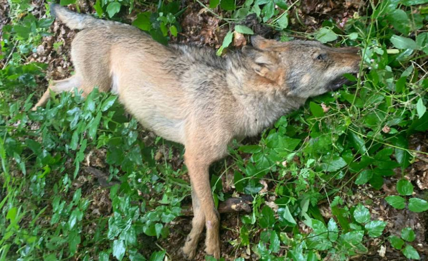 Verendeter Wolf in Stübeckshorn (Foto: Polizei)