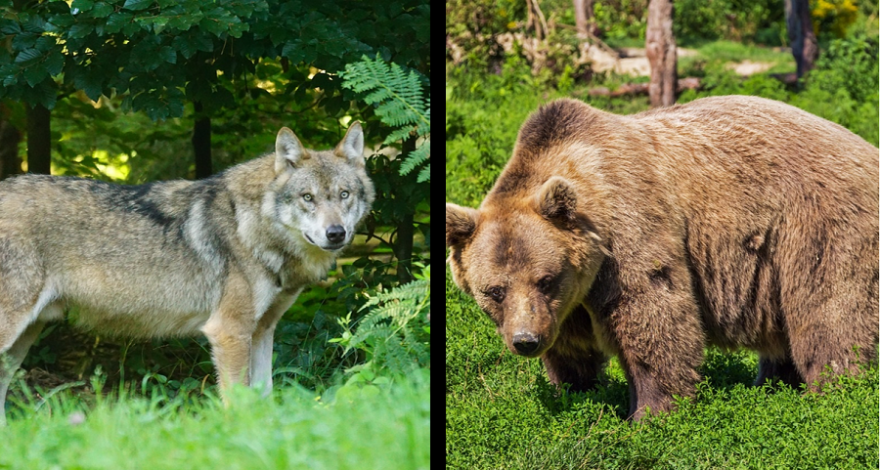 Wolf und Bär