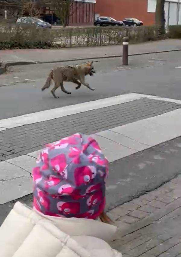 Der Wolf kam Vater und Tochter sichtlich nah (Foto: Screenshot)