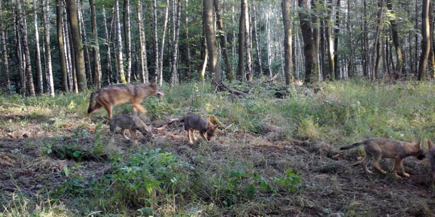 Wolfsfamilie (© Wildtierkamera)