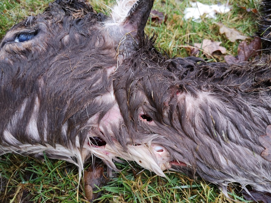 Der typische Kehlbiss gilt als Indiz dafür, dass es sich um einen Wolf gehandelt haben könnte. Foto: Klaus Michalek