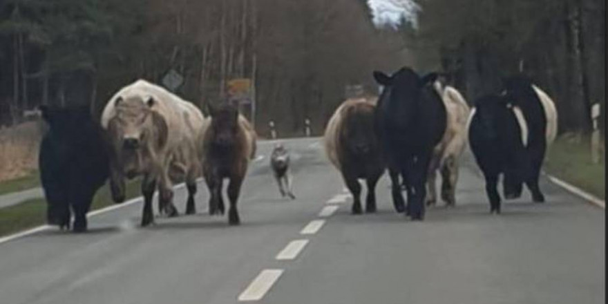 Der vermeintliche Wolf hetzte die Rinder auf der Fahrbahn der Landstraße etwa 2 km vor sich her (Foto: WR/Polizeiinspektion Celle)