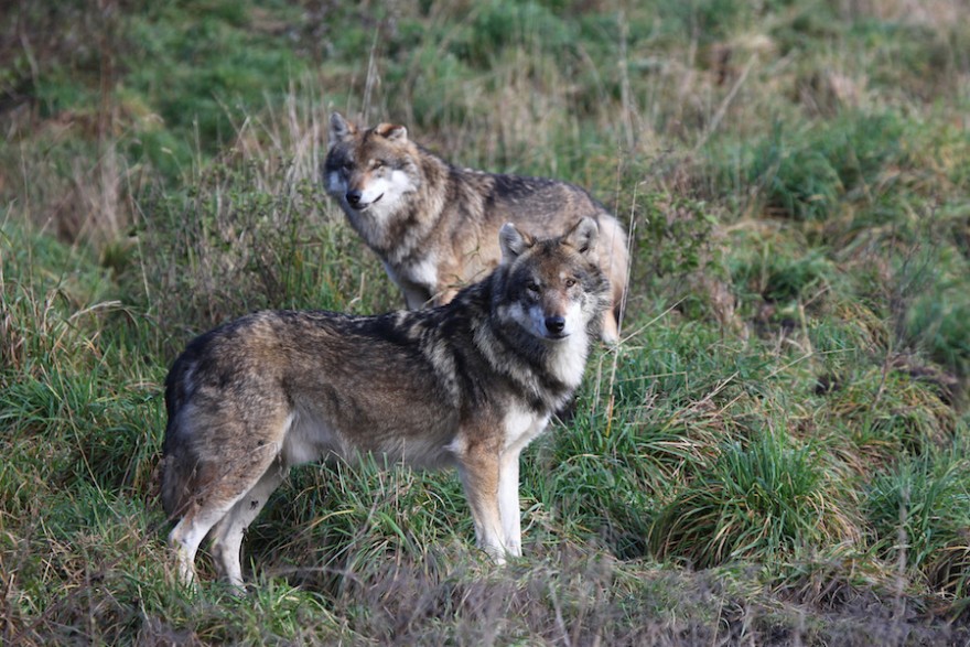 Zwei Wölfe auf einer Wiese