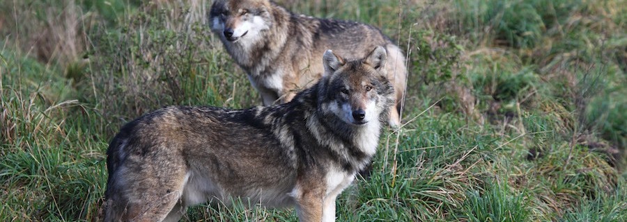 Wolf, mal ehrlich