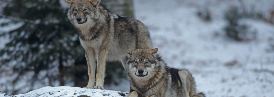 Weiter Uneinigkeit beim Wolfsmanagement