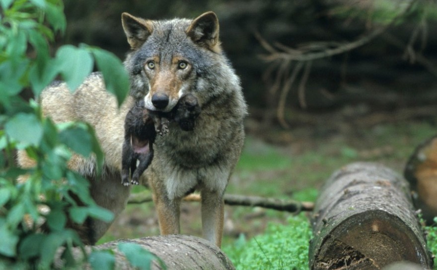 Wolf