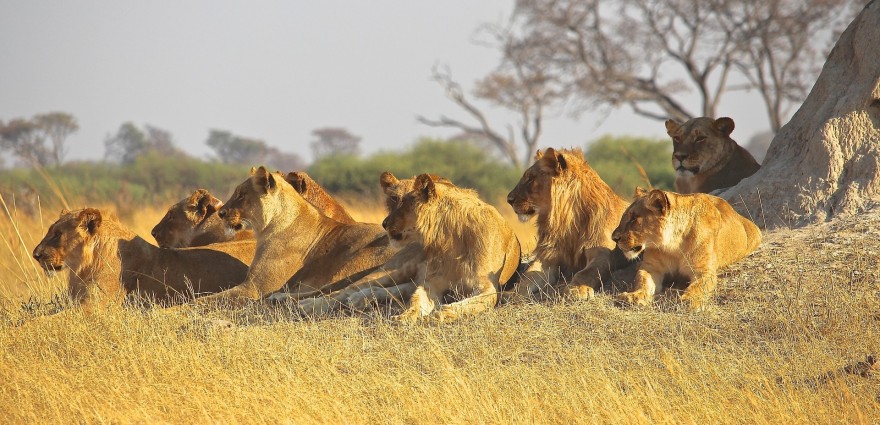 Löwen in Afrika