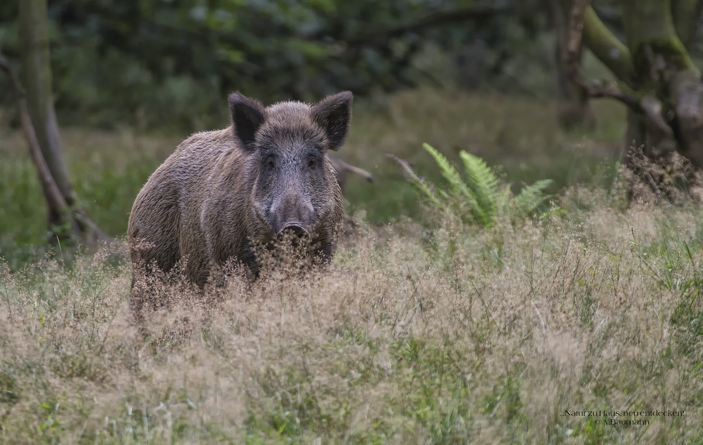 Einzelnes Wildschwein