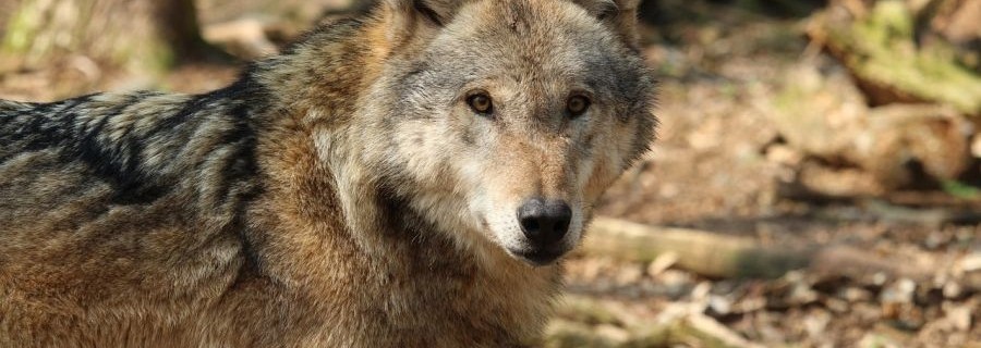 Nabu findet heraus: Nicht nur der Nabu liebt den Wolf