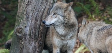 Wolfsjagd erreicht EU-Gerichtshof