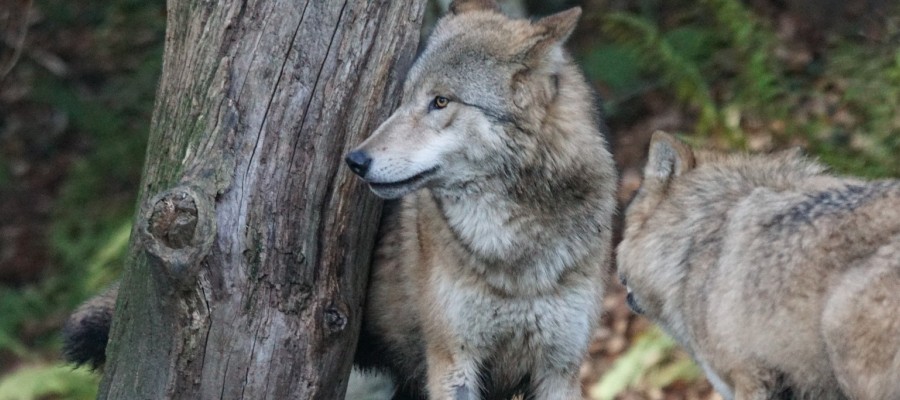 Mal keine Wolfsmärchen