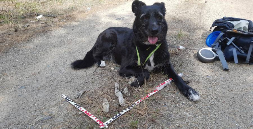 Ein Artenspürhund mit Wolfslosung (Foto: ©FVA)