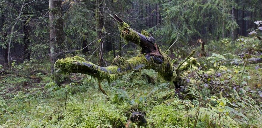 Nationalpark Harz