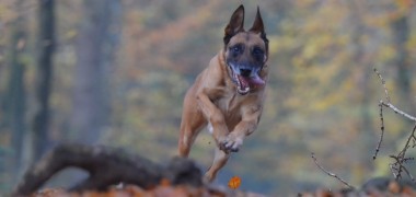 Wildernde Hunde – verzweifelte Besitzer
