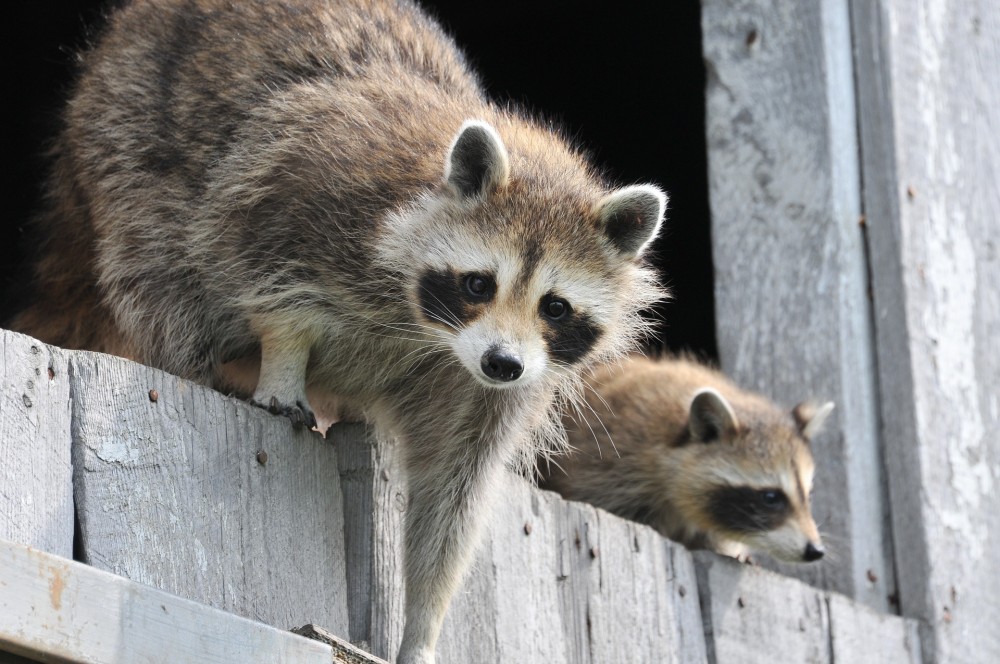 Zwischen Prävention und Jagd: Der Waschbär ist gekommen, um zu bleiben