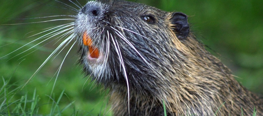 Gemeinsam gegen Nutria-Schäden: Deutsche und Niederländer kooperieren