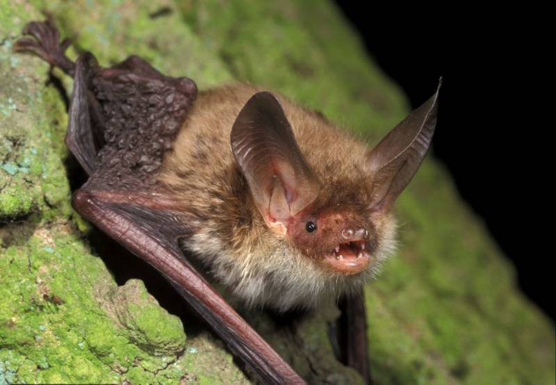 Bechsteinfledermaus (© Marko König)