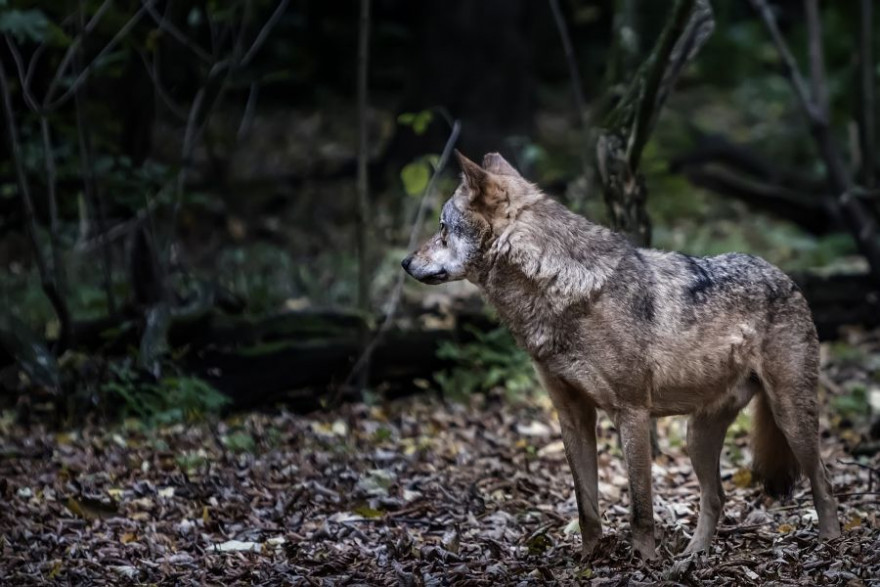 Einsamer Wolf