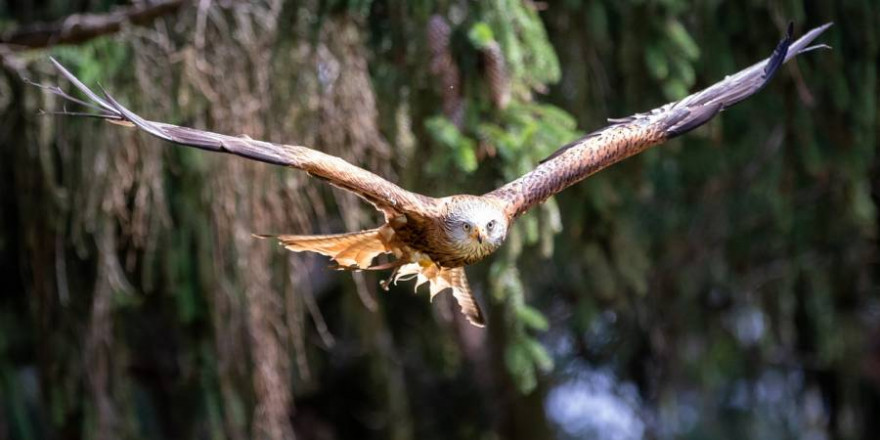 In der Rhön wurden mehrere tote Greifvögel, darunter auch Rotmilane gefunden. (Beispielbild: Herbert Aust)