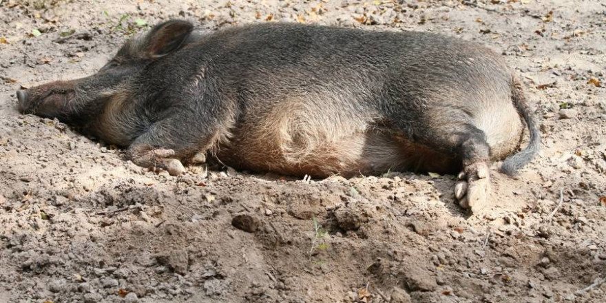 Wildschwein auf dem Boden liegend (Foto: vulkhan-22)