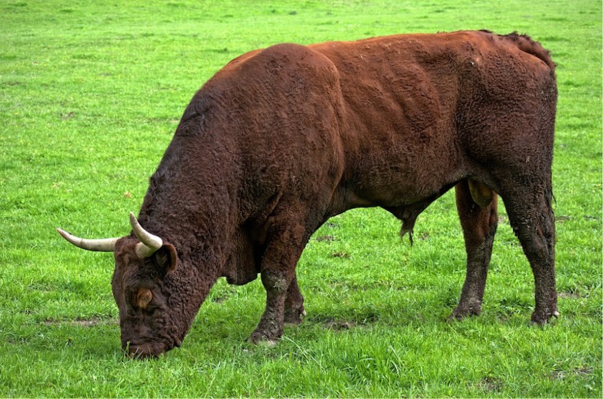 Stier