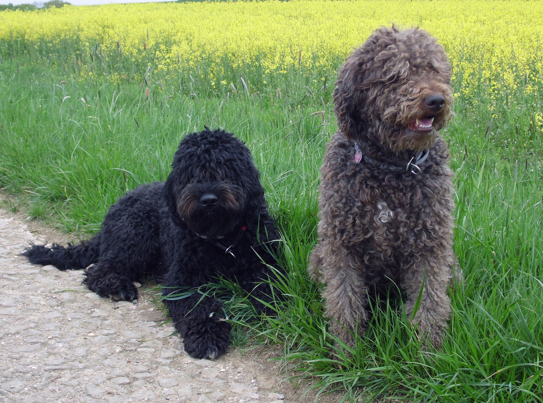 Foto: Verein für französische Vorstehhunde (VBBFL)