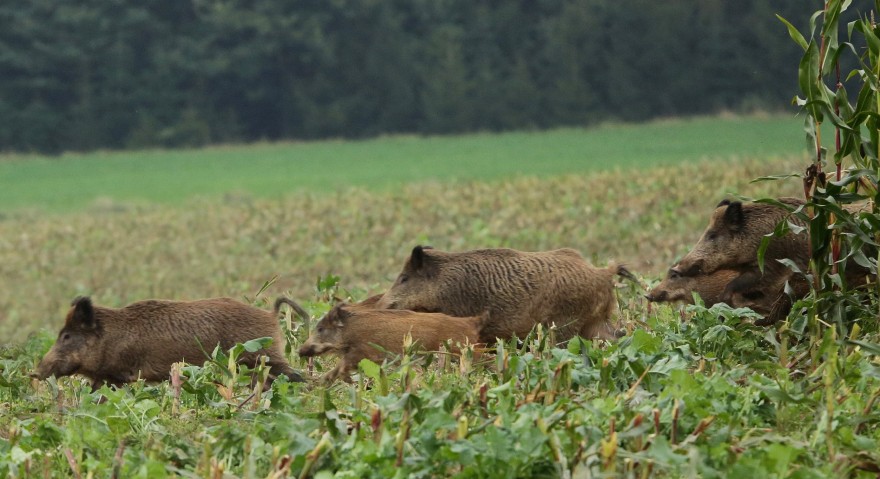 Eine Rotte Schwarzwild flüchtet aus einem Maisschlag