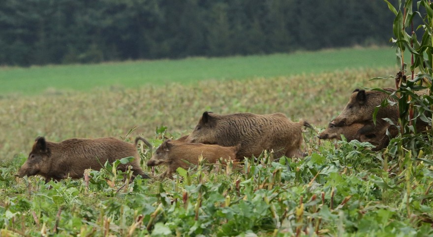 Wildschweine