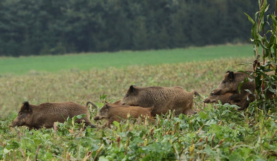 Wildschweinrotte im Maisfeld