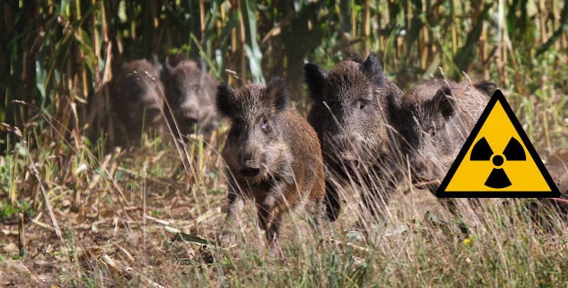 Wildschweine im Maisfeld