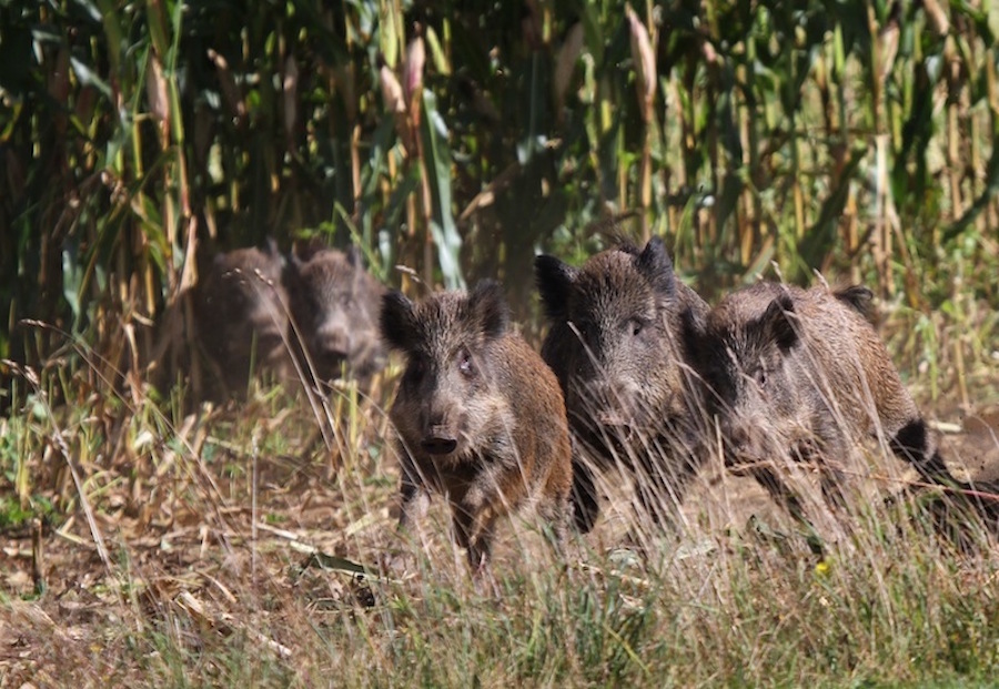 Foto: Carol Scholz / Schwarzwild am Rande eines Maisfelds.