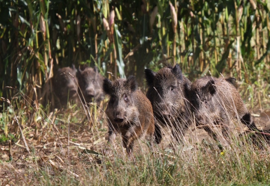 Foto: Carol Scholz / Schwarzwild am Rande eines Maisfelds.