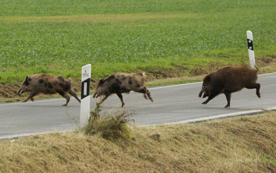 Rotte Sauen überquert Straße