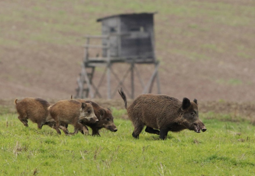 Wildschweine auf Trab