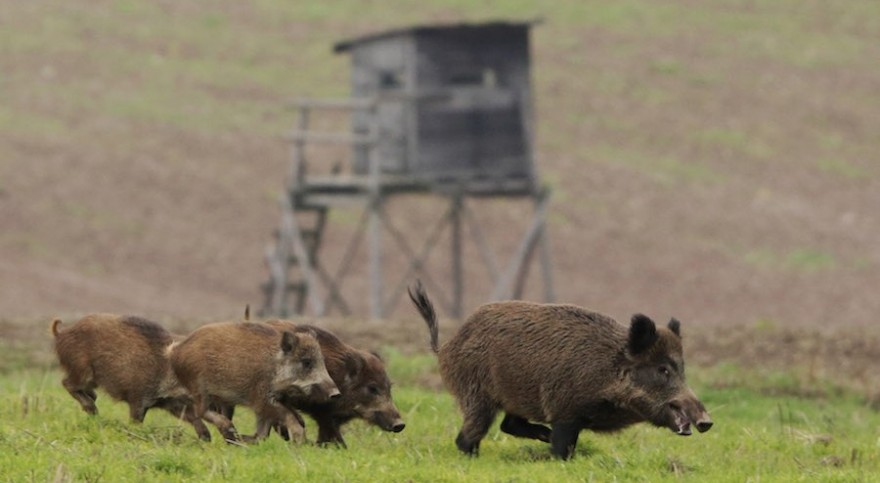 Schwarzwild vor Hochsitz