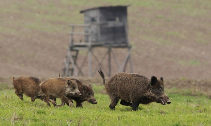 Wildschweine