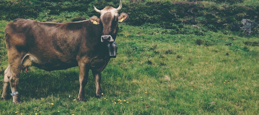 Veggie-Model nervt die Schweizer