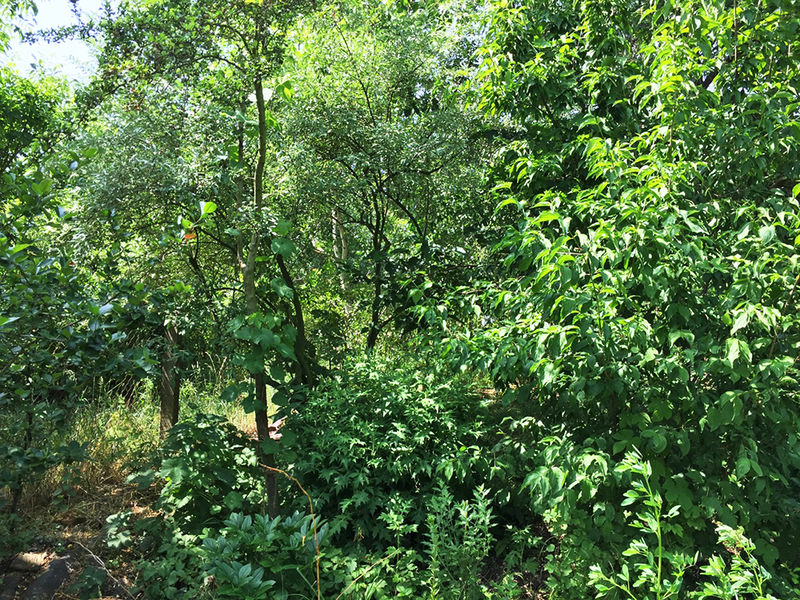 Waldgarten bei Potsdam (© Jennifer Schulz)