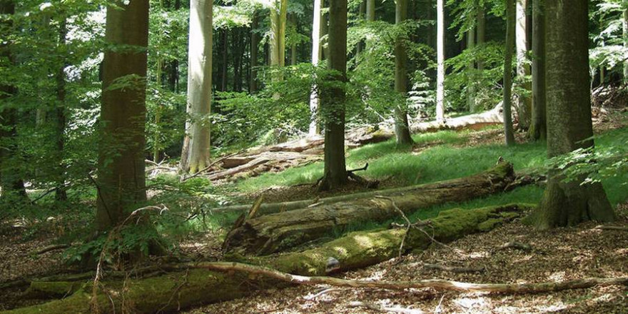 Ein sich natürlich entwickelnder Buchenbestand im Naturwaldreservat Brunnstube, nördlicher Steigerwald, in Bayern (Foto: © Hagen Kluttig)