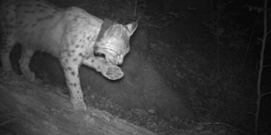 Luchs ,Toni‘ im Nordschwarzwald ist wieder besendert. (Foto: Forstliche Versuchs- und Forschungsanstalt Baden-Württemberg)