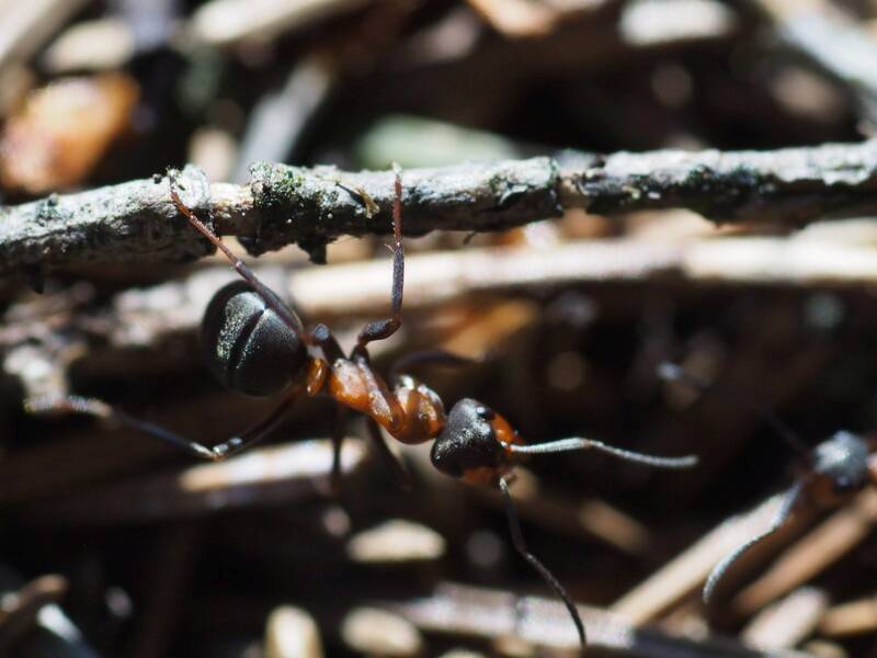 Ameisen sind ein wichtiger Teil des Ökosystems Wald (Foto: Wald und Holz NRW, Stefan Befeld)